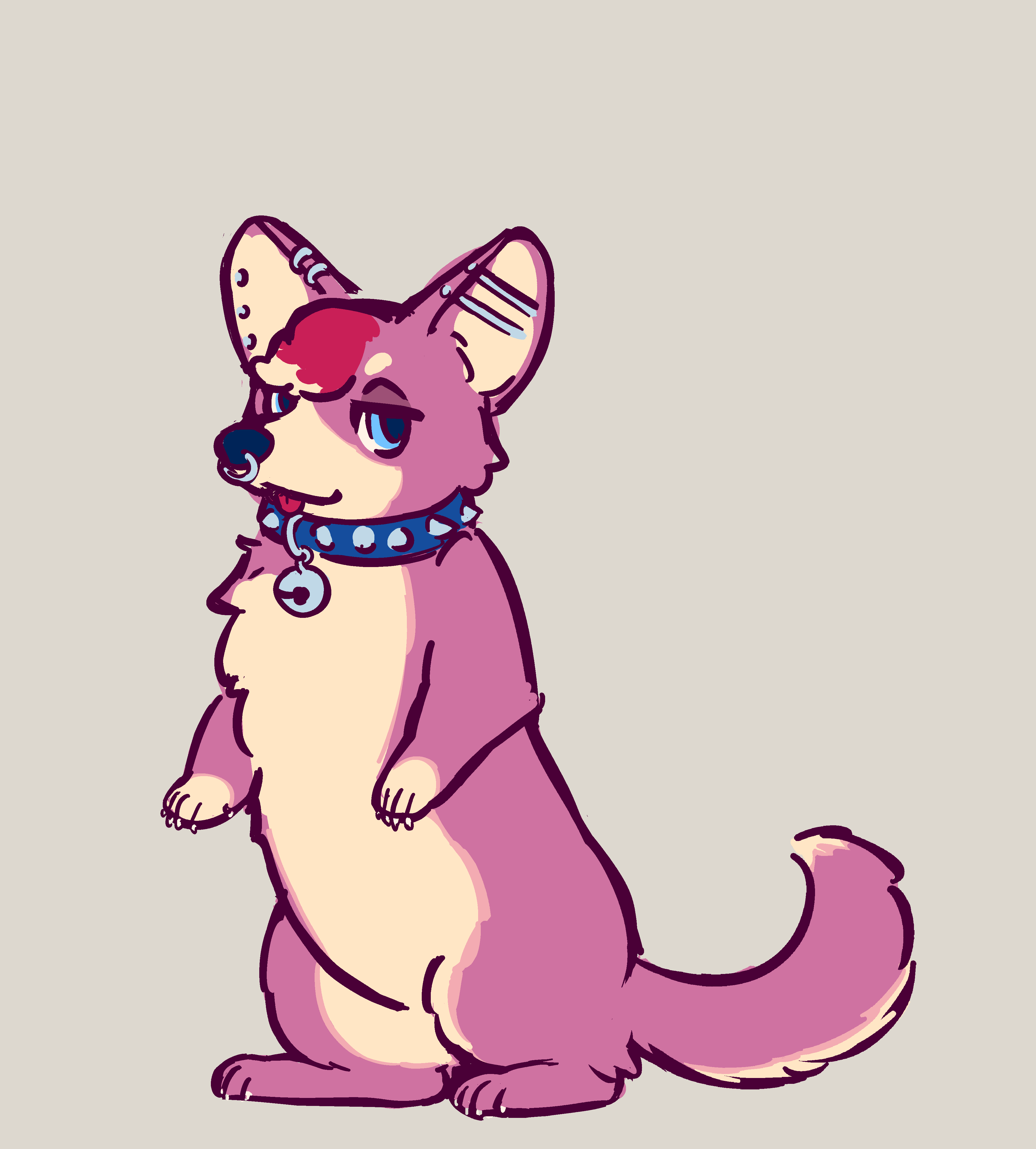 A purplish-pink, loosely sparkledog-esque corgi.  She's got a nose ring, various ear piercings, and a spiked collar with a bell on it.